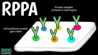 Reverse Phase Protein Array | RPPA | Protein Microarray | Reverse Phase Protein Lysate Microarray |