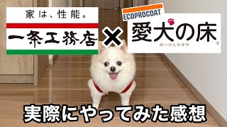 エコプロコートの「愛犬の床」実体験を解説【一条工務店/フロアコーティング/フロアコート/森のしずく】