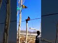 the process of cutting the top of a tree