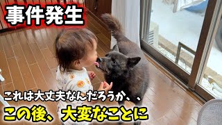 娘と愛犬が氷を取り合ってたら事件発生・・・【反省してます】【甲斐犬と娘】