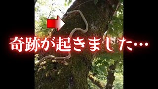 【乙巳年🐍】お宮に現れた昇る白蛇様 | たった\