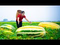 Harvest Oriental Pickling Melon Goes To Market Sell | | Live With Nature | Song Minh Bushcraft