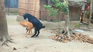 Try Not To Laugh Compilation | Best Funny dog \u0026 goat video | Funny animals video 2021