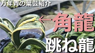 【跳ね竜、角龍って何？】跳ね竜代表品種の玉姫、剣舞で紹介します。【豊明園　万年青の葉芸紹介】【OMOTO】【Rohdea japonica】 【Green Jewel】