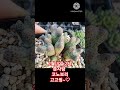 식집사 succulent 코노피튬 plants 다육식물 반려식물 쭌사랑다육