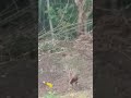 wali kukula jungle fowl sri lanka