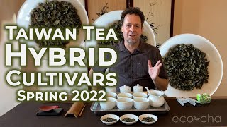 Taiwan Tea Hybrid Cultivars Spring 2022 | Eco-Cha Teas