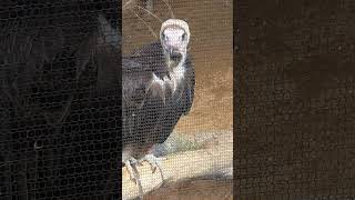 Hooded Vulture