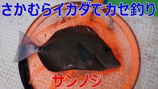 【完全フカセ】カセからの完全ふかせ釣りと胴付釣り♪