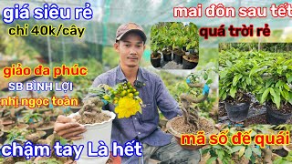 🌲22/2☎️vườn mai anh Lưu ☎️ mai ghép giá rẻ🌲xả hàng chỉ 40k🌲giá siêu rẻ🌲xả hàng đầu mùa