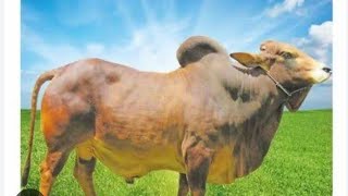 RESULT OF ABS BADAL×SHAKTI, COMPLETE DETAILS #cow #desicow #dairy #viral #pure #badal #abs #sahiwal