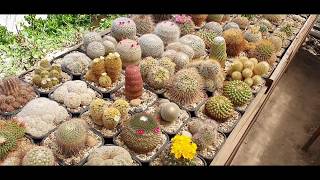 Cactus collection \