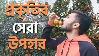 🍊দেশি কমলার স্বর্গ! নাটোরের হালসার বিখ্যাত কমলার বাগান