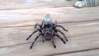 Frog on a Tarantula