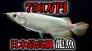 Wow! I got a platinum one! ! & Serious adult red dragon! And 50 cheap red dragons! Bayside Aqua, ...