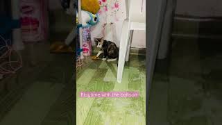 ASHKON and the BALLOON #catlover #catvideos #cats #meow #catshorts #cat #catlovers #meowcats #pet