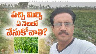 Mirchi Cultivation |  Mirchi Crop | పచ్చి మిర్చి సాగు ఎప్పుడు చేయాలి?