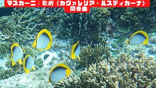 ４ｋ 「アケボノチョウチョウウオ」「Blackback butterflyfish」【4k 水中 UNDERWATER GoPro9】【宮古島　海　サンゴ　魚　シュノーケリング　水族館　観光　移住】