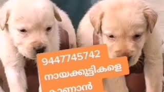 നിങ്ങളുടെ അടുത്തുള്ള നായ കുട്ടികളെ കാണാൻ ഡിസ്ക്രിപ്ഷൻ കൊടുത്തിട്ടുള്ള ലിങ്കിൽ ക്ലിക്ക് ചെയ്യുക