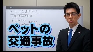 ペットの交通事故／厚木弁護士ｃｈ・神奈川県