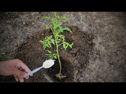 You can also plant these crops after the tomato season