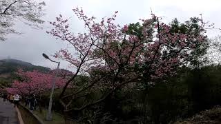 [我走給你看][新北] 花園新城外-櫻花