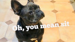 Training french bulldog to learn two commands "Sit" and "Paw"