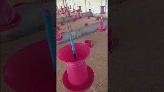 Detail Poultry management for summer season day 1