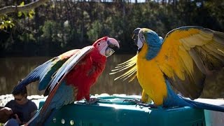 Parrots Fight for Attention