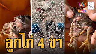 สุดแปลก! ลูกไก่ 4 ขา มี 2 ทวาร ชาวบ้านแห่ส่องเลขเด็ด