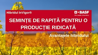 Seminte de Rapita InVigor® 1165 | Top Avantaje Hibrizi Rapita