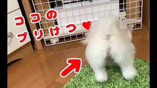 [マルポメのココ]隙間に入ったおもちゃを取る為に頑張るプリけつ犬(ﾏﾙﾁｰｽﾞ×ﾎﾟﾒﾗﾆｱﾝ)