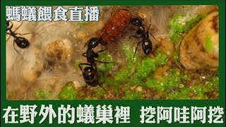 淺談最近的挖巢爭議 | 螞蟻餵食秀