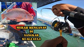 Merah Monster Menganas Di sangkar Kuala Gula  Perak sebelum PKPB