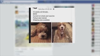 Don't fall for the puppy scam this holiday season | Don't Waste Your Money