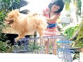 diy pomeranian grooming pinapaligoan ko murphy @shienlymaeplaza