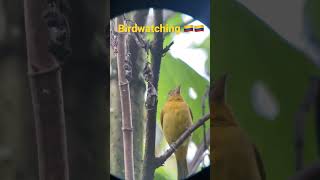 Birdwatching Around Colombia