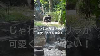 ラブラブゴリラ🥰#動物 #動物園 #お出かけ #旅行 #可愛い動物 #東京観光 #東京 #上野動物園 #ゴリラ