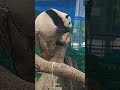 圓寶：偶已經連續上好多天班，都沒休息... cute panda 貓熊