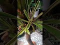 menempelkan bromelia pada batang pohon  #shortvideo