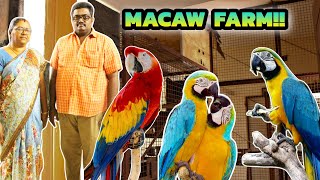 திருப்பூரில் இப்படி ஒரு பண்ணையா😱‼️ | Macaw farm in tamilnadu | Macaw breeding farm in tamilnadu |