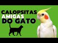 Calopsita e Gato amigos ele se tão bem #shorts