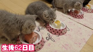 【生後62日目の子猫】2ヶ月目のお誕生日にケーキを食べる赤ちゃん猫が可愛過ぎる！！＃100