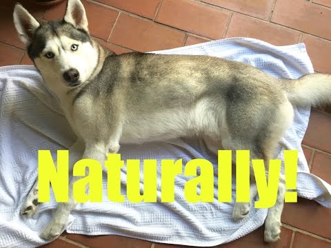 How to Naturally Remove Fleas and Ticks from your Dog! How to Naturally Remove Fleas and Ticks from your Dog!