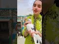 Taaj wala kabootar | Crown Pigeon | Pigeon Girl | Black Pigeon | Beautiful Pigeon