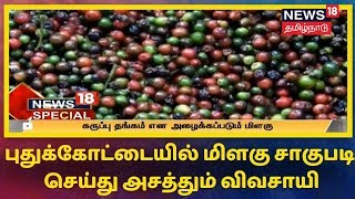 News 18 Special: புதுக்கோட்டையில் மிளகு சாகுபடி செய்து அசத்தும் விவசாயி | Pepper Cultivation