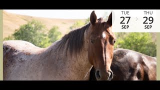 Marquiss Ranch Quarter Horses