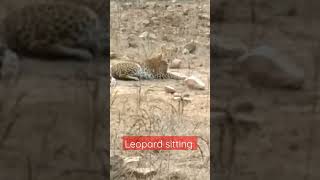 leopard sitting sariska national park #shorts #shortvideo #wildlife