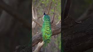 The Majestic Peacock: A Spectacle of Colors and Grace