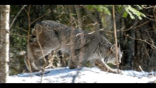 Canada Lynx Jinx Broken! Wildlife photography video Superior National Forest Minnesota